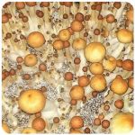 Псилоцибиновые (галлюциногенные)  грибы Psilocybin "Golden Teacher" в Нерчинске