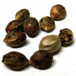 Семена марихуаны АК-47  (Seeds AK-47) в Нерчинске